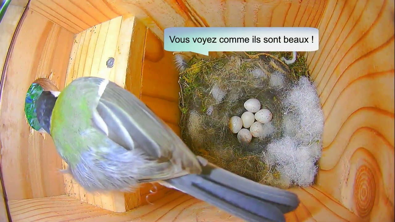 La ponte des œufs de Charlotte la Mésange Charbonnière