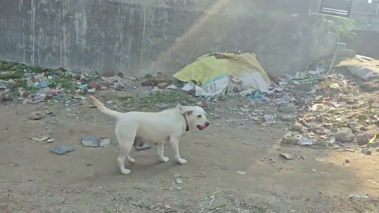 Aaj Mera baccha pareshan ho gaya 🐕🤗♥️# full video # trending # dog lovers 