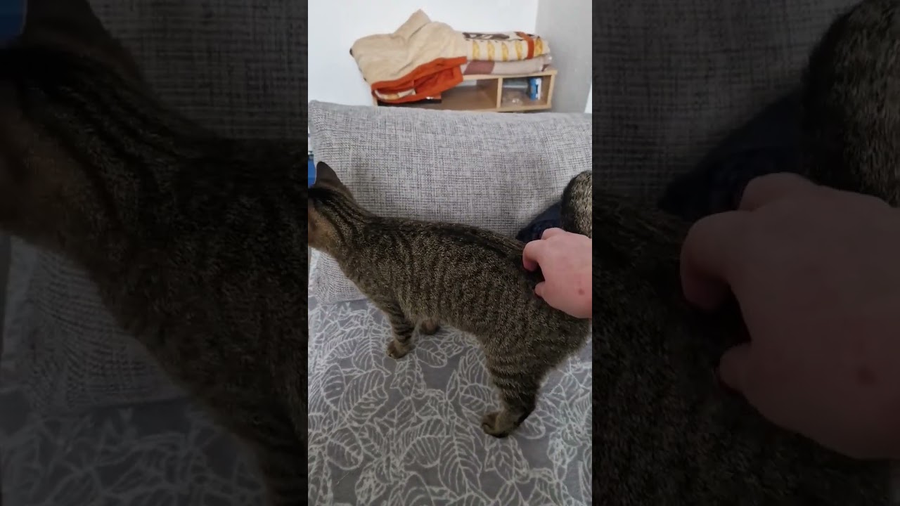 rollige katze