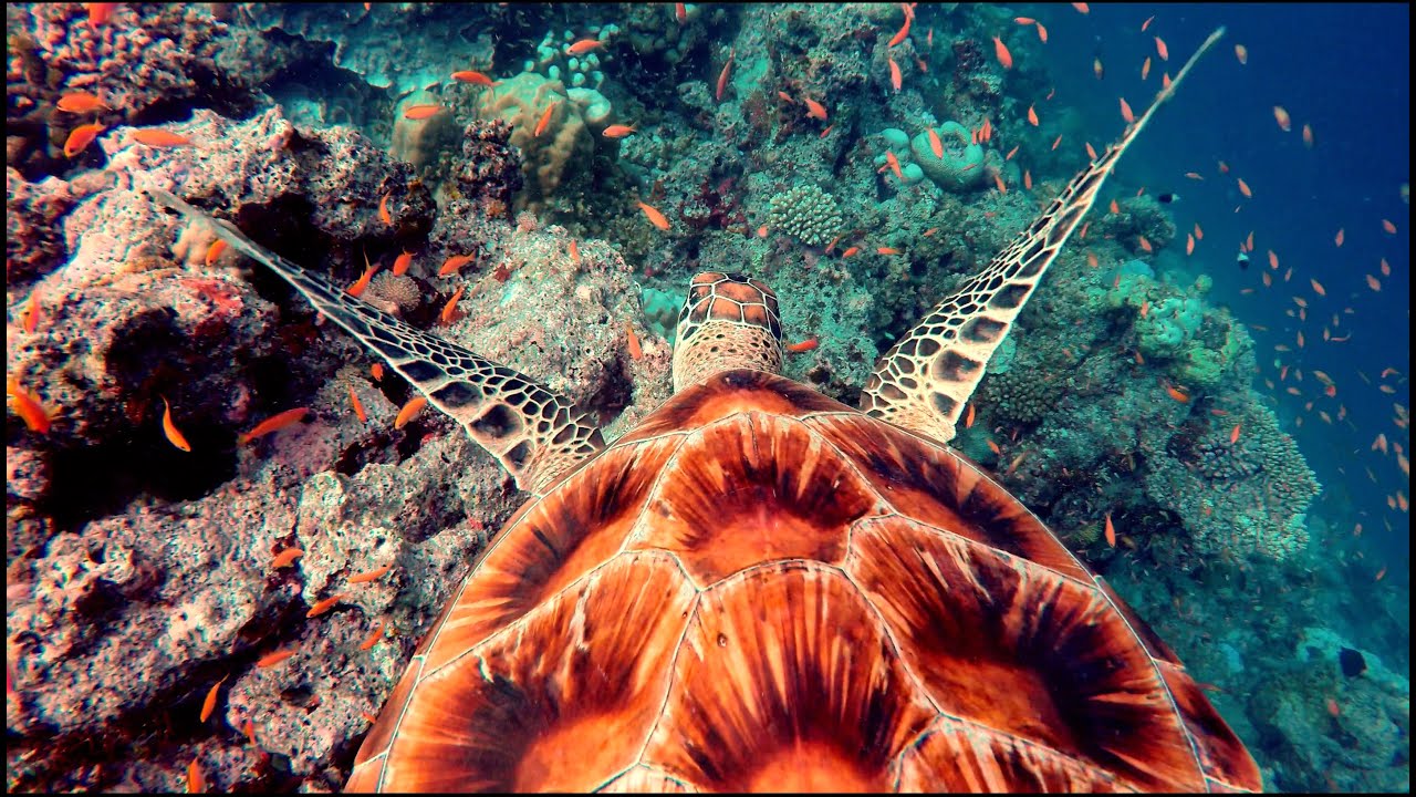Diving in Paradise
