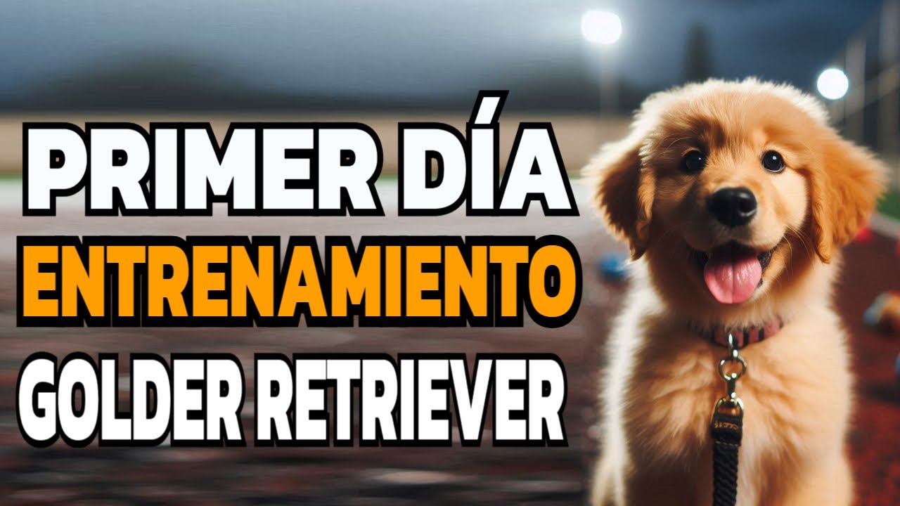 Primer Día de Entrenamiento de un Cachorro Golden Retriever: Paso a Paso