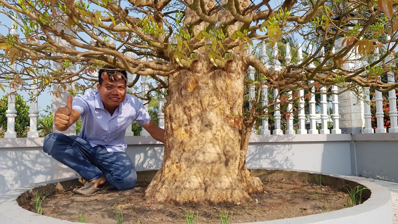 Gốc mai vàng cổ siêu khủng đẹp nhất Tỉnh Kiên Giang hoành 120 giá sẻ như thế nào
