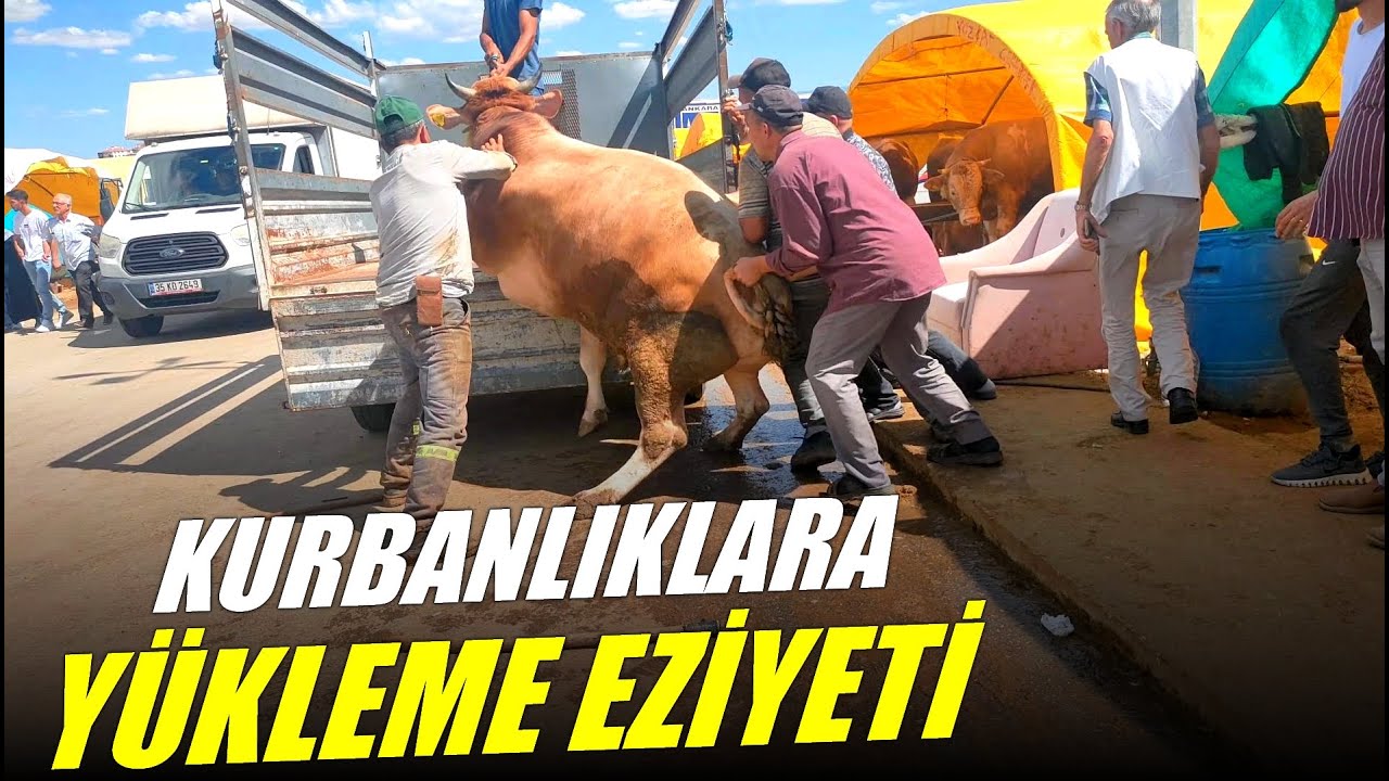 KURBAN YÜKLEME EZİYETİ - Ayağı Kırıldı | Kurban Fiyatları Düşmüş | 15 Haziran 2024 Kurban Pazarı
