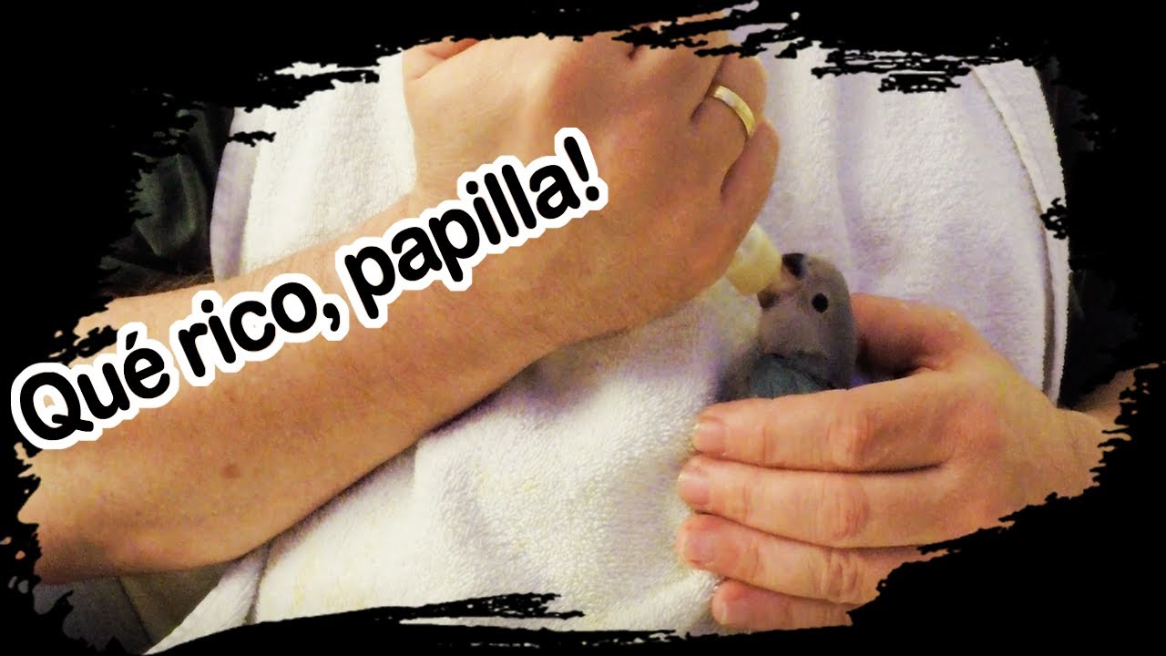 Como dar papilla a un Agapornis, loro, Forpus, pájaro o cualquier tipo de ave