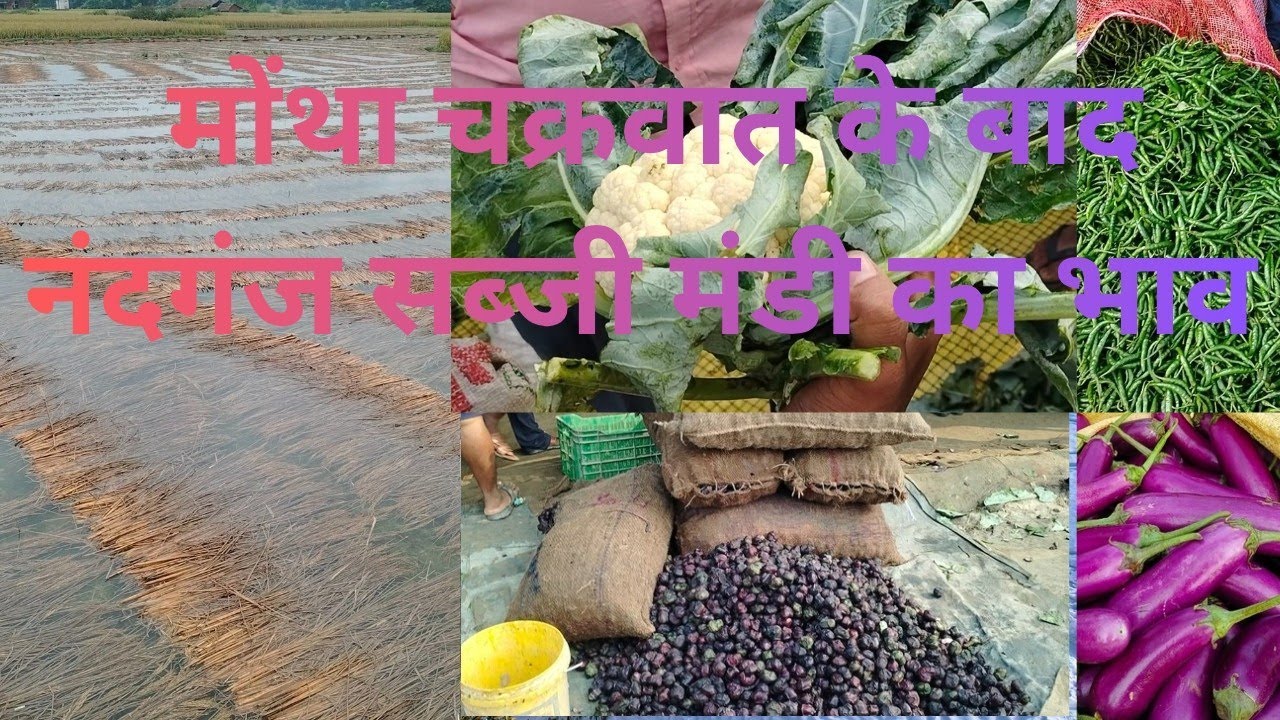 मोंथा चक्रवात के बाद सब्जियों के भाव में बड़ा बदलाव | आज का ताजा मंडी रेट | नंदगंज सब्जी मंडी
