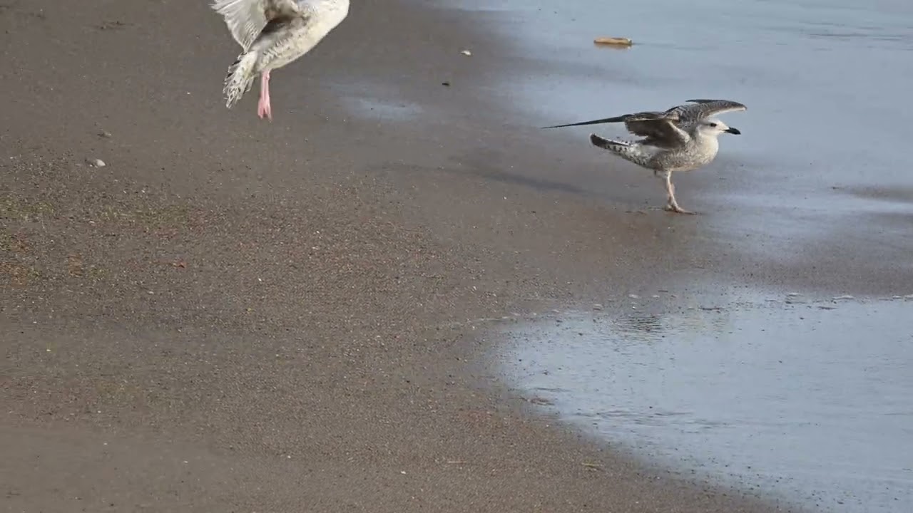 Seagull vs High winds (Wind noise duh)