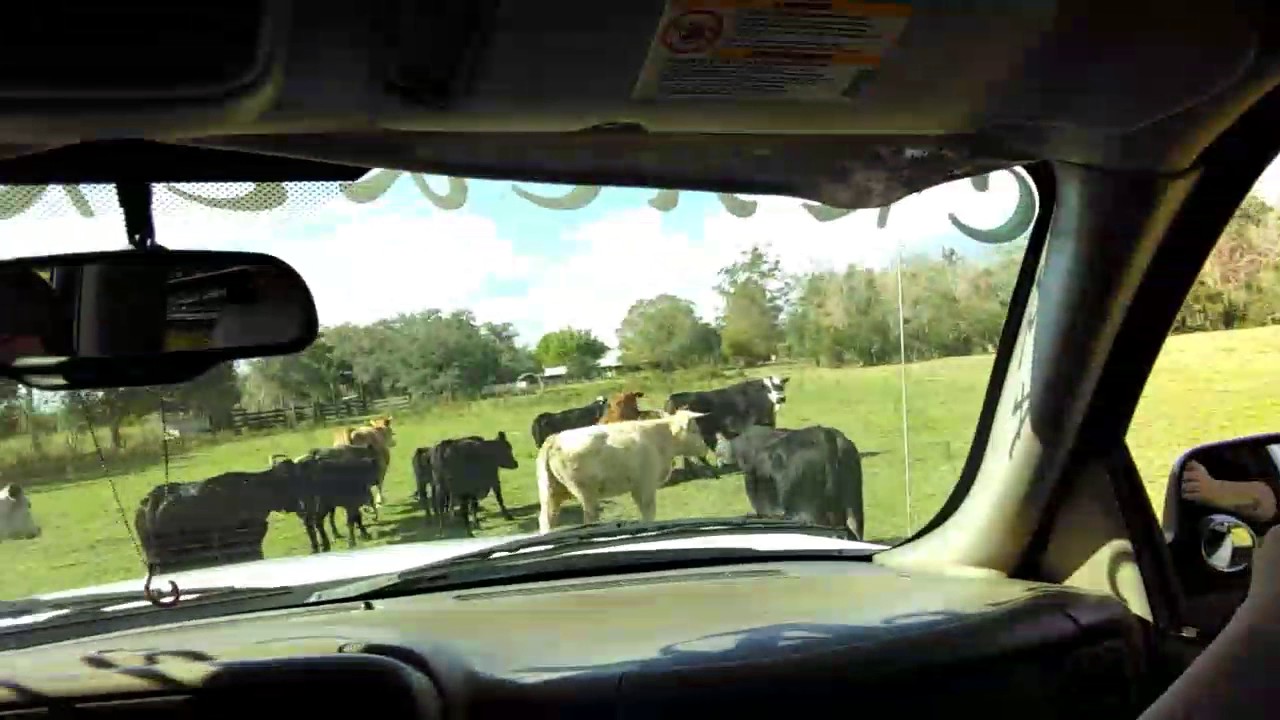 The feisty cow