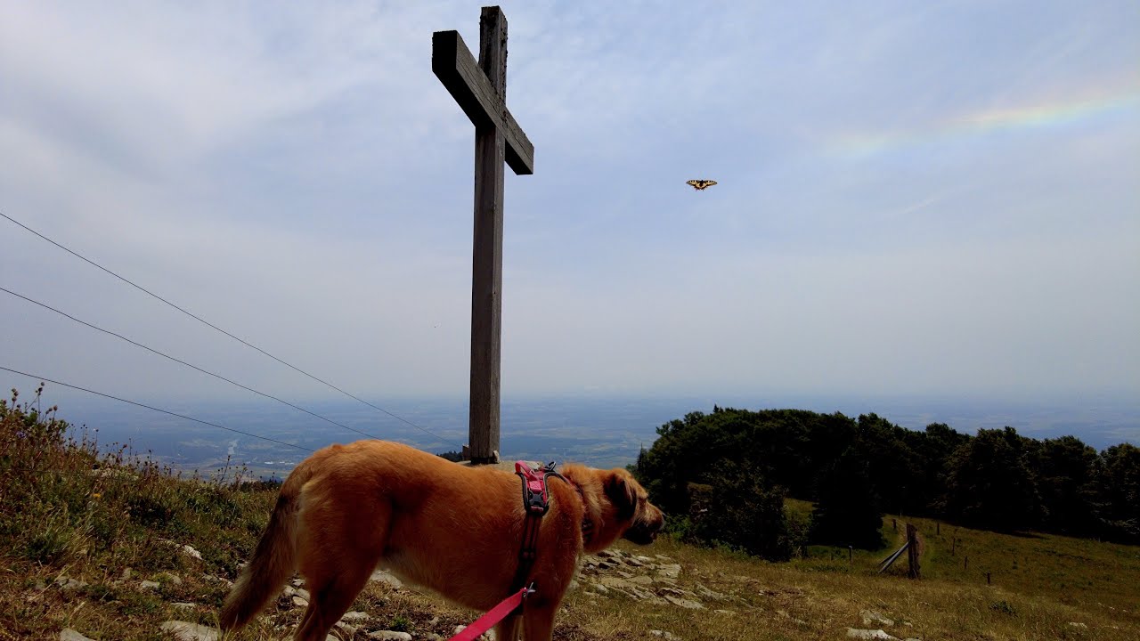 スイス🇨🇭犬連れ登山　ヴァイセンシュタイン