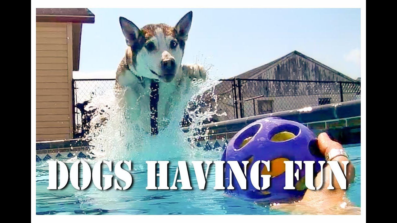 Dogs Having Fun: Toby Goes Swimming