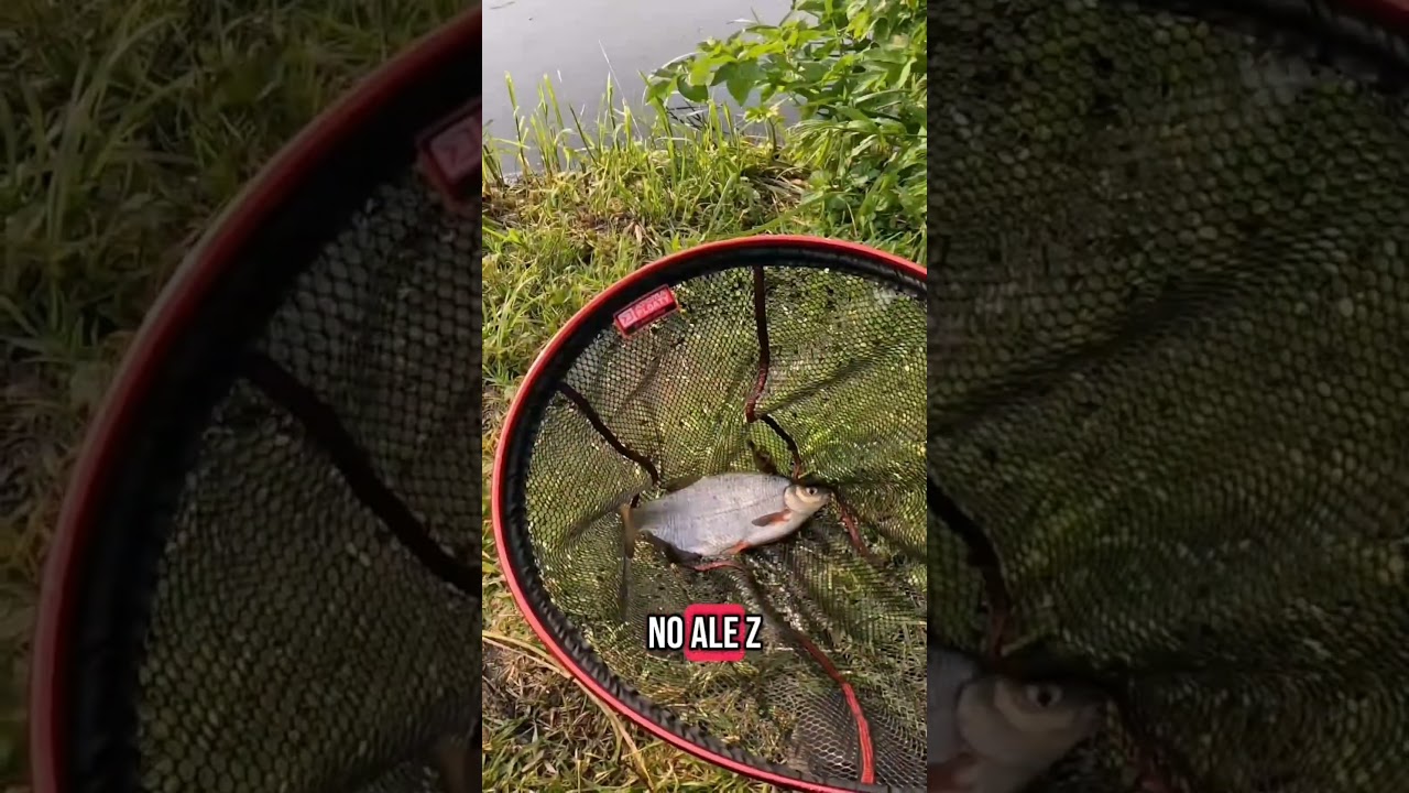 35cm krąp? A może leszcz? Wędkarstwo method feederowe 