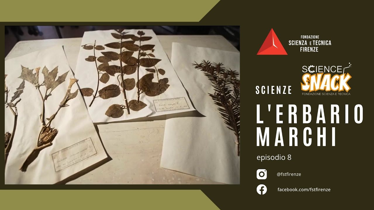 L'erbario Marchi - Museo della Fondazione Scienza e Tecnica