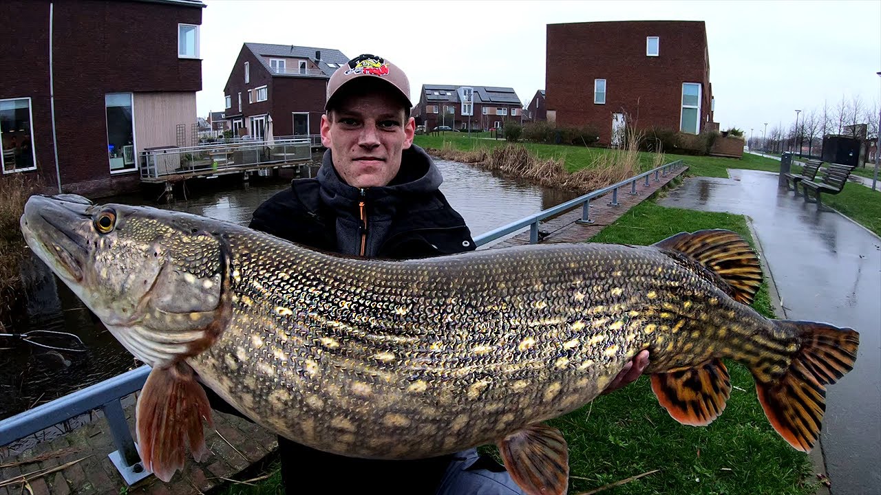BROCHET GEANT 143CM - RECORD EXTREME ( monster pike )