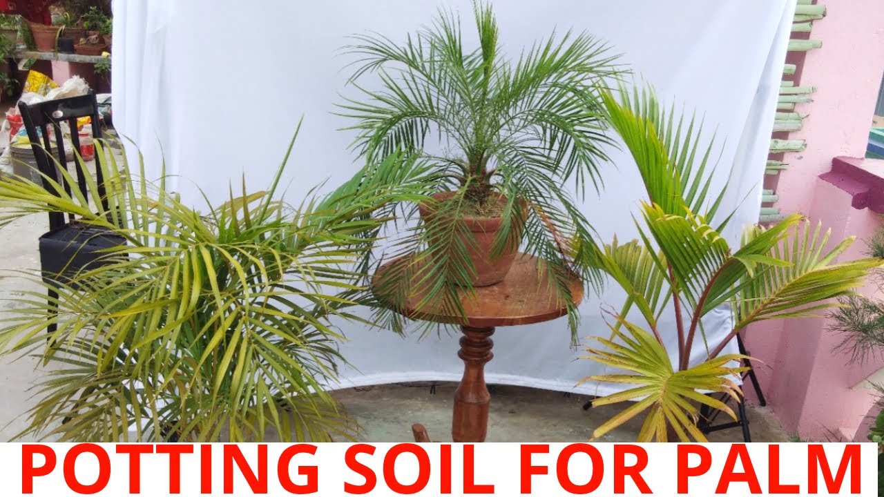 Best potting soil for areca palm, bottle palm, date palm in outdoor