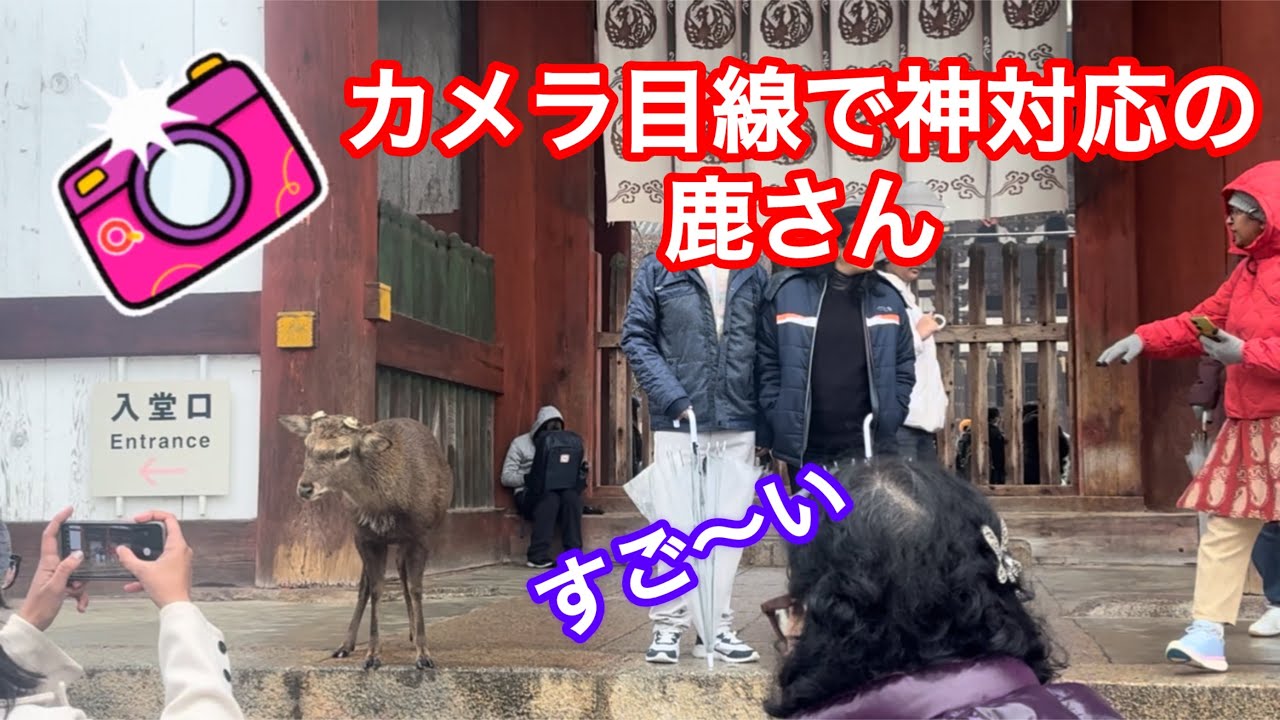 カメラ目線で神対応の鹿さん🫎外国人観光客に大サービス