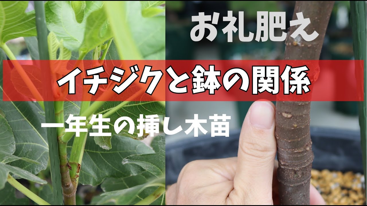 【イチジク】イチジクと鉢の関係・お礼肥え（秋の施肥）についての話しになります。