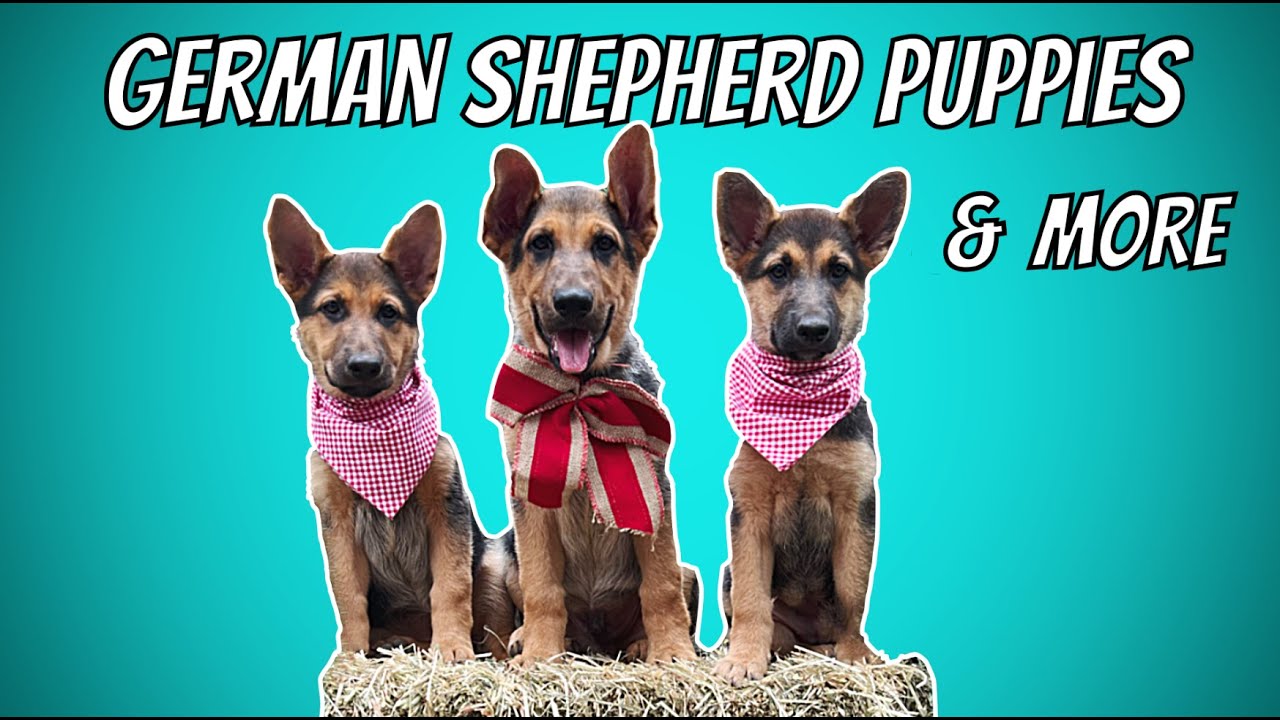 German Shepherd Puppies, American Staffy Puppies (and so many more) all together on the farm