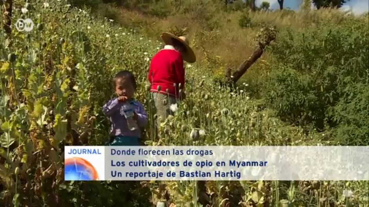 Los cultivadores de opio de Birmania