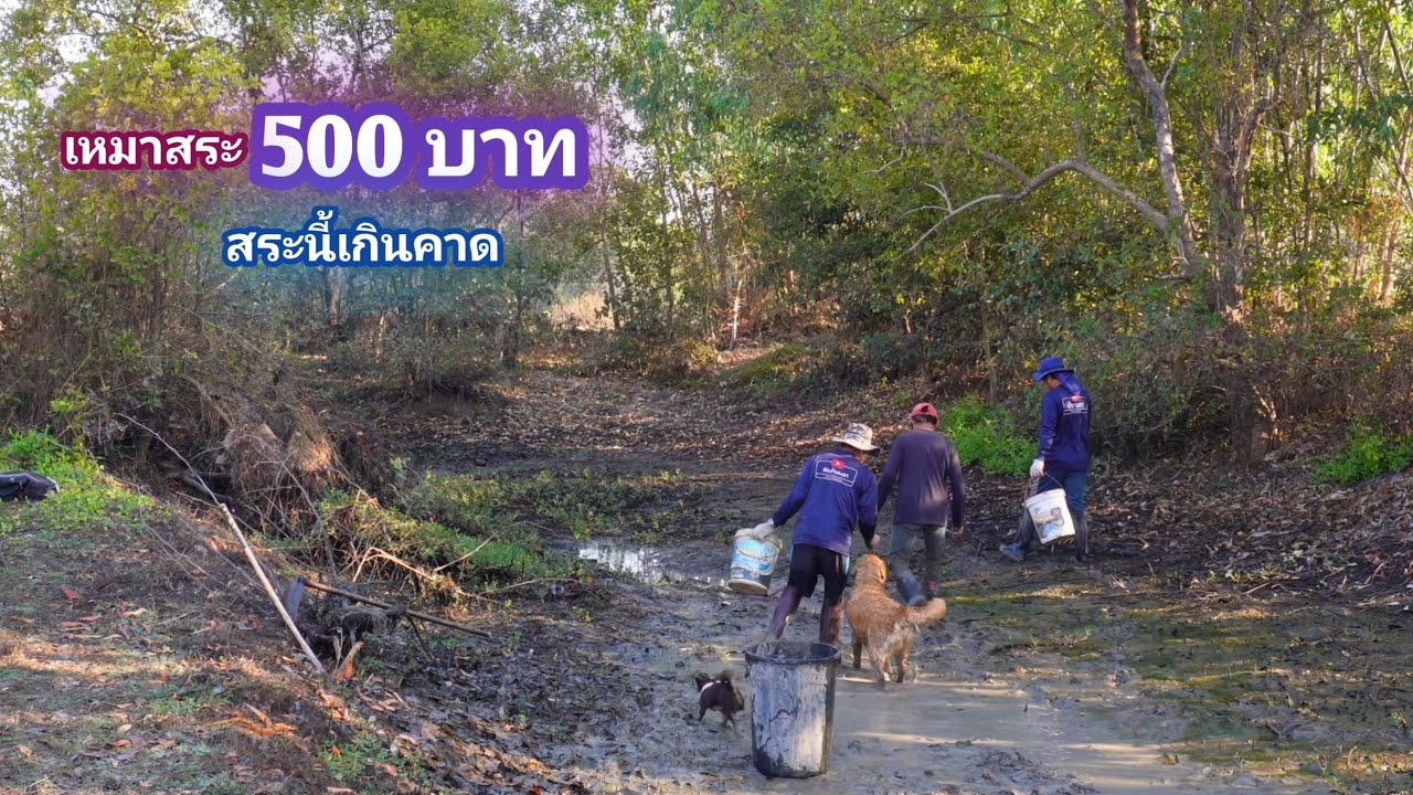 เหมาสระ 500 บาท ใครจะคิดว่าปลาจะมาอยู่ในเเปลงนาเยอะขนาดนี้ / บ้านนอก EP.882