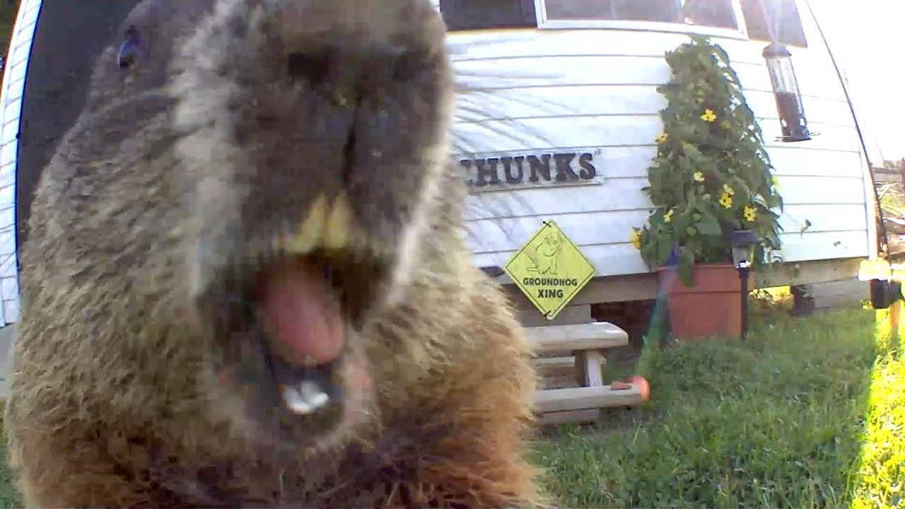 Chunk Land Review S3:E4 (Chunk wags his tail)