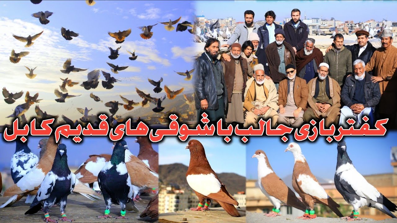 کفتر با انسان گپ می زند | کفتربازی جالب با شوقی های قدیم شهر کهُنه کابل| تغییرات چندین ساله شوق کفتر