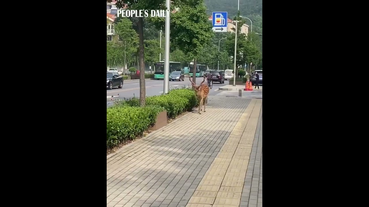 Uluitor! Un cerb se plimbă prin trafic!