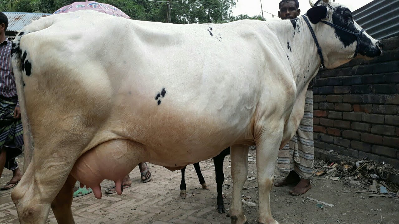 Dairy Cow - Calves market price / BD Life Trailer