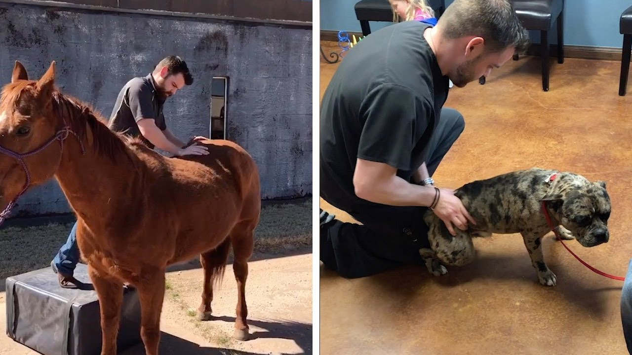 Man Becomes Animal Chiropractor