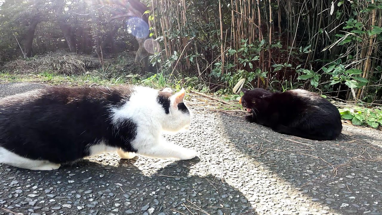 【田代島】猫島でも縄張りの喧嘩はあるようです