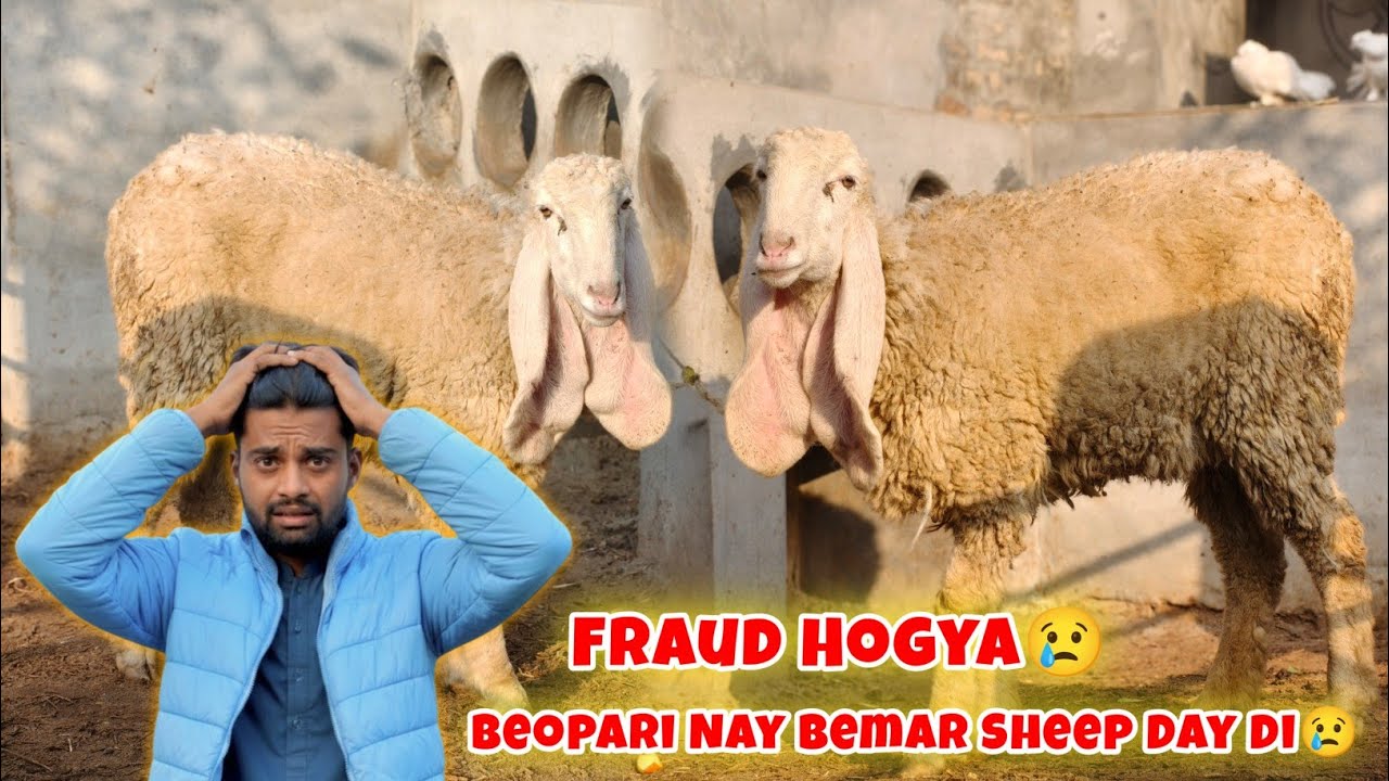 Beopari Nay Humaray Sath Fraud Kr Diya Humein Bemar Sheep Day Di 😢
