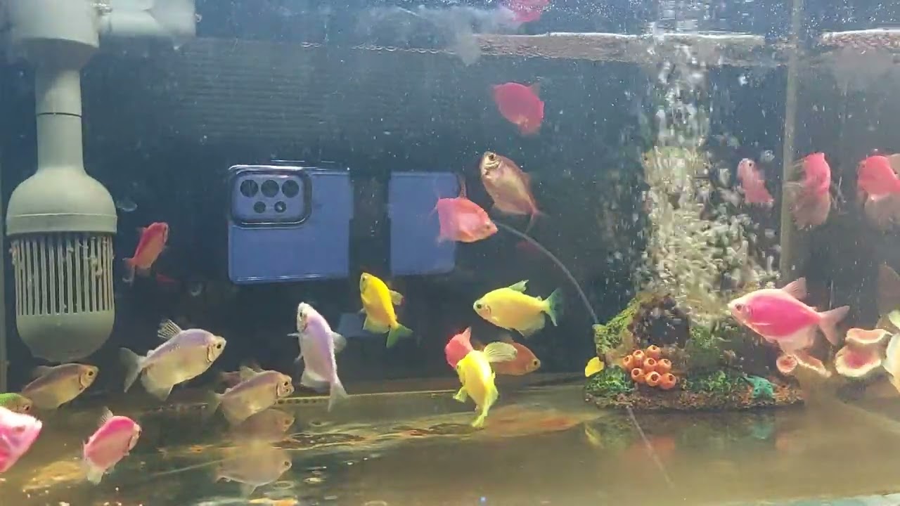 Relaxing Aquarium Fish Tank Sounds no music