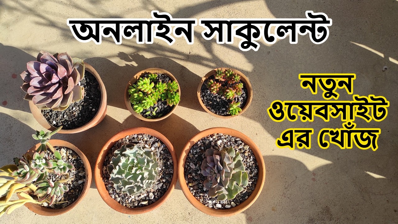 Online Succulent | The Balcony Project Alpana Nursery Review | Online Live Plants Unboxing