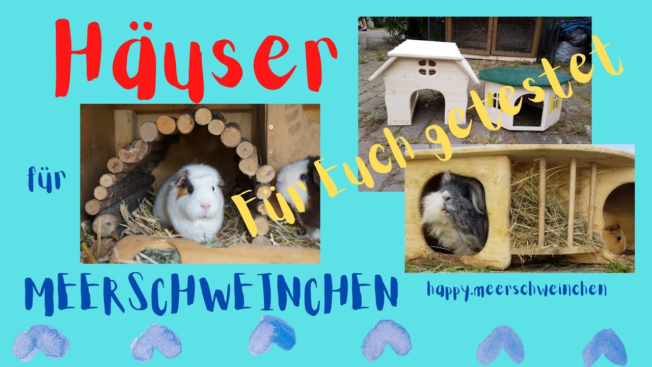 Meerschweinchenhäuser - welche sind wirklich gut?
