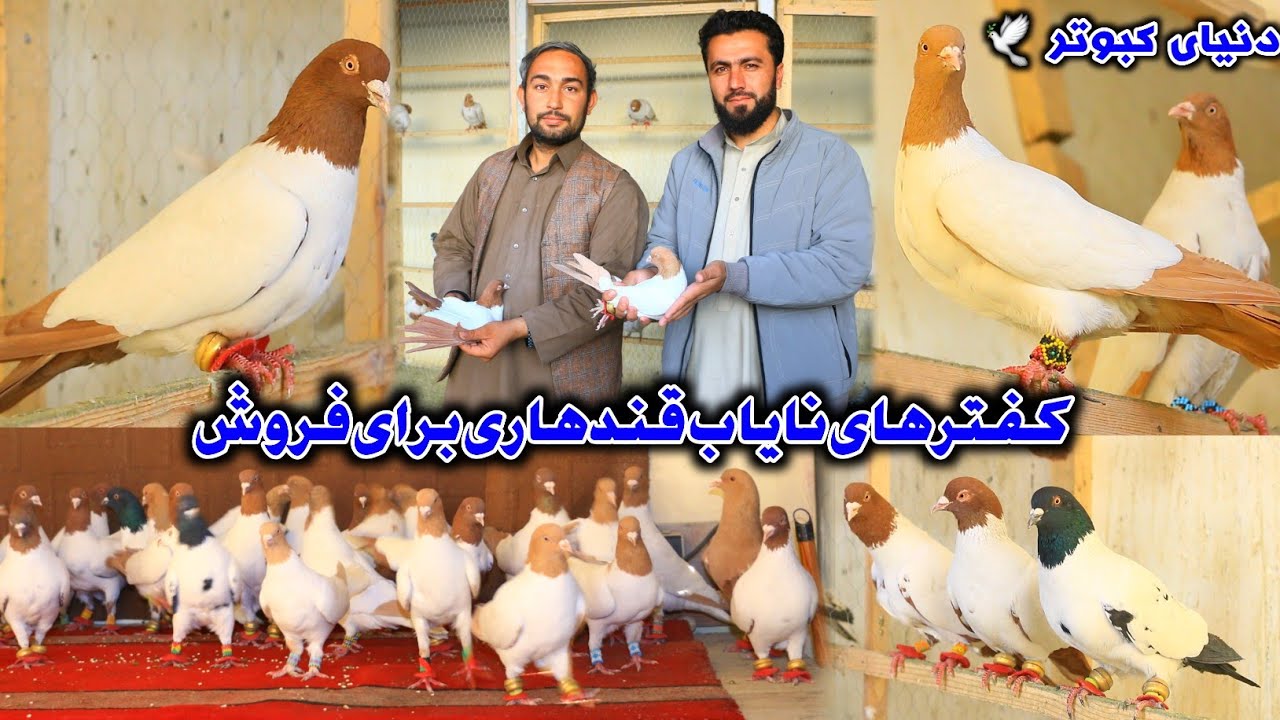 مرغابی قیمت ترین و نایاب ترین کفتر قندهاری برای فروش | Afghanistan Most beautiful and Unique Pigeons