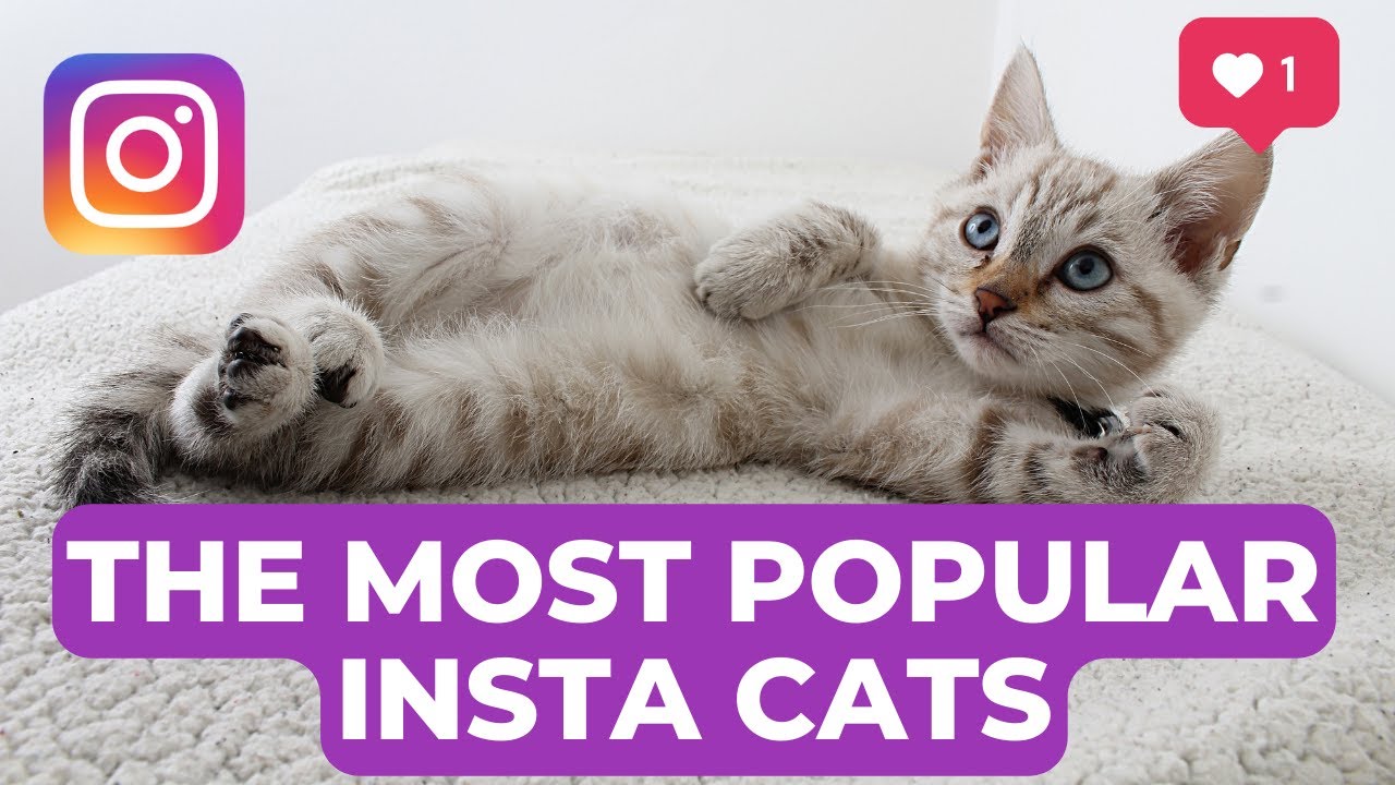 The most popular Instagram Cat 2023. Meet these cat influencers