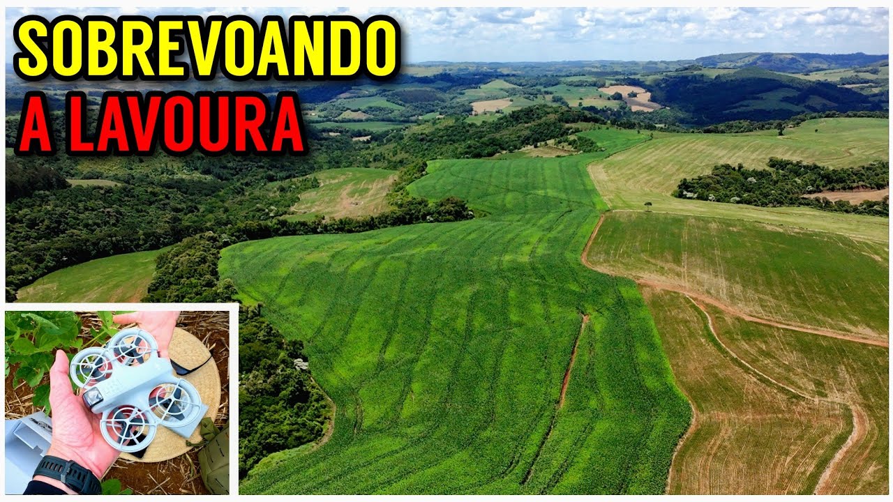 Conversa sobre Milho silagem, soja e vacas de leite