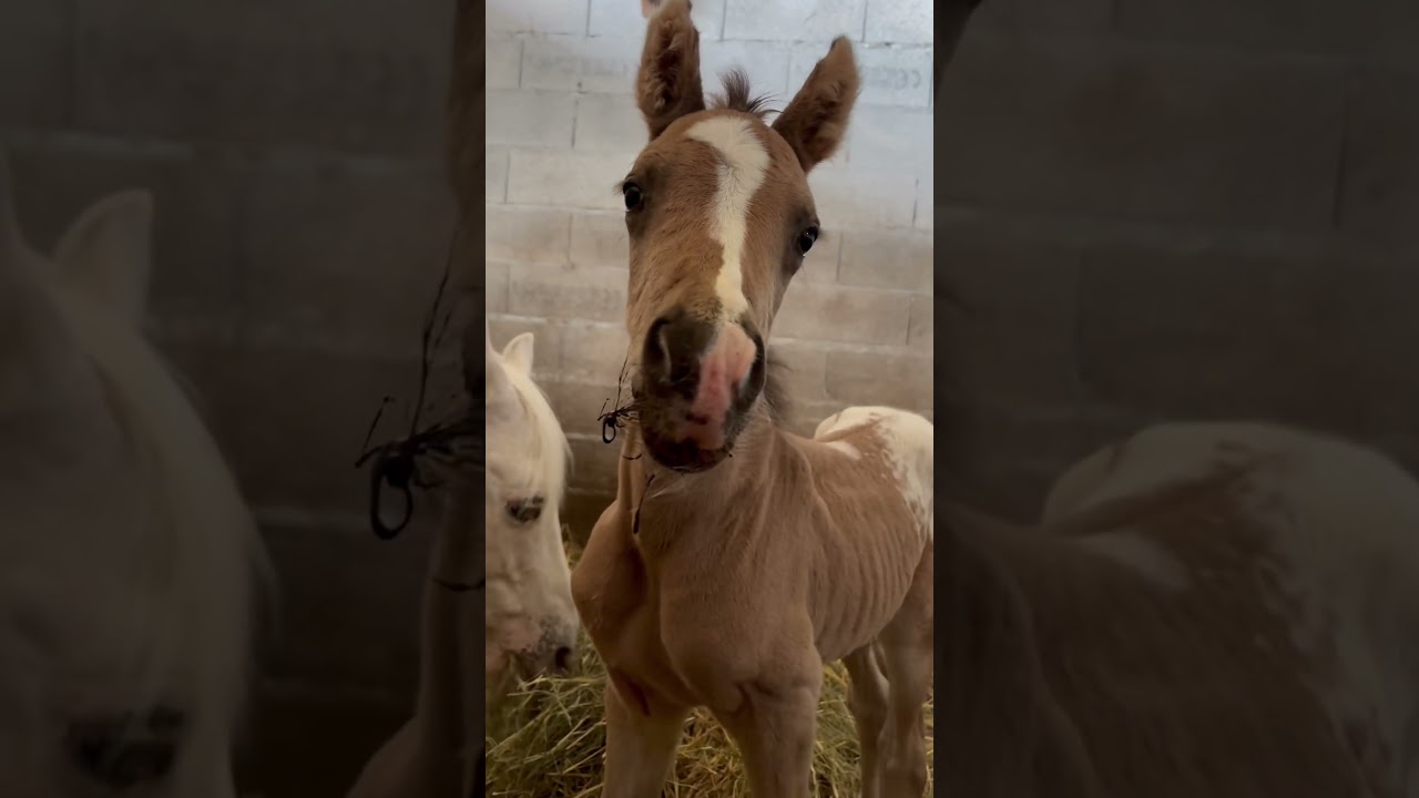 Le plus mignon des poulains 🩷 #poney #cheval #chevaux #equitation #animaux