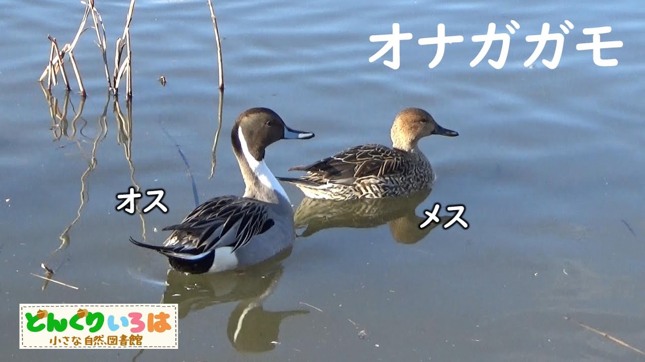 オナガガモ（オス、メス）学名：Anas acuta