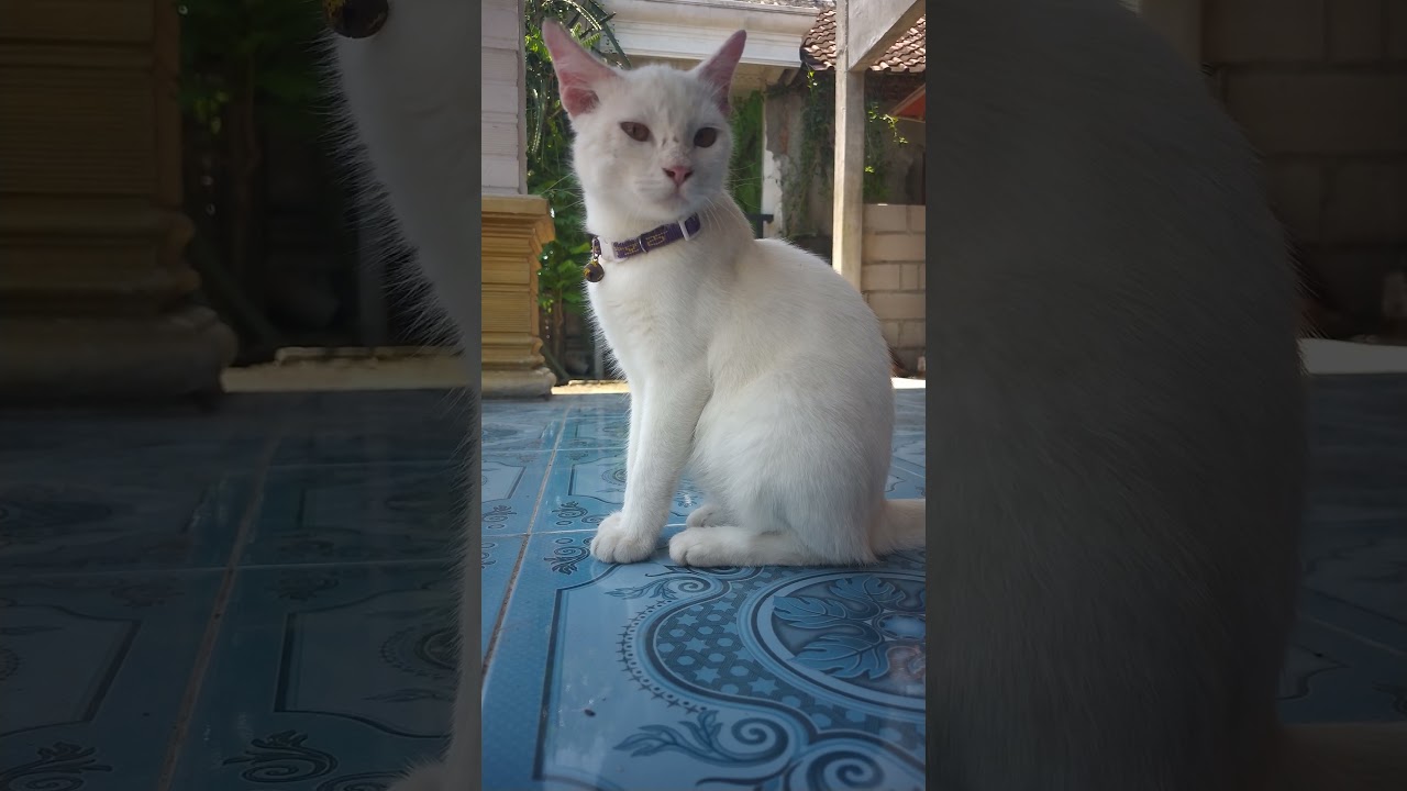 𝙊𝙏𝙒 𝙈𝙐𝘿𝙄𝙆 🤗😻😽#kucinglucu #kucingpintar