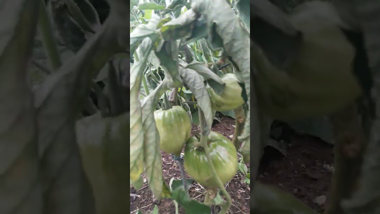 Visite potager - 12 juillet 2024