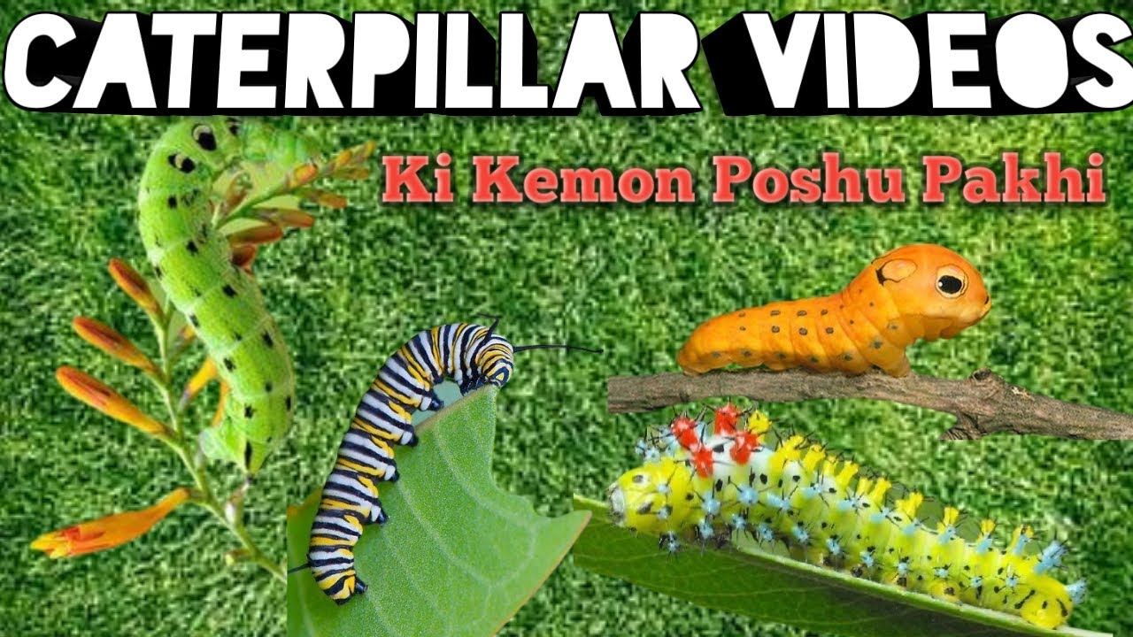 Amazing Caterpillar Close-up Nice Videos | Caterpillar Videos | New 2022