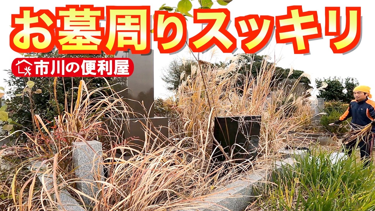 【お墓周り草抜き伐採】ススキ、アカメガシワ、柘を除去、除草剤サンフーロン噴霧、除草王散布でrトドメ🚿｜千葉県市川市の便利屋！各作業料一覧、お問い合わせ先は概要欄をご覧下さい！