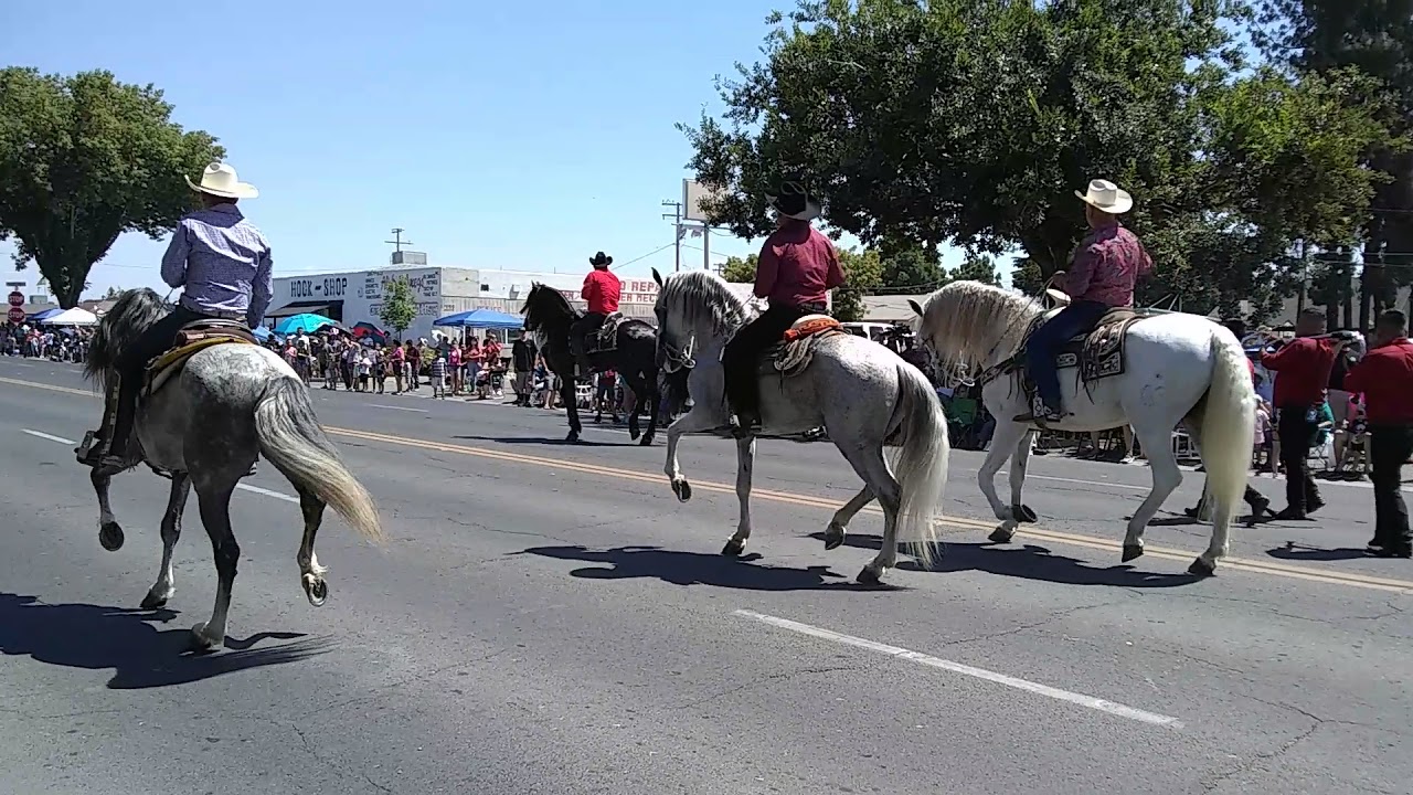 Horses Dancing To Music