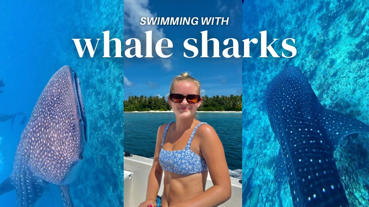 SWIMMING WITH WHALE SHARKS IN DHIGURAH | Is It Worth It? | Maldives Vlog