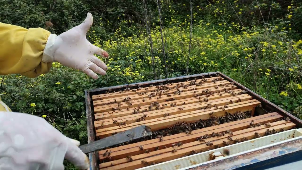 Controllo dopo 8 giorni dall'inserimento del telaio trappola e di un foglio cereo