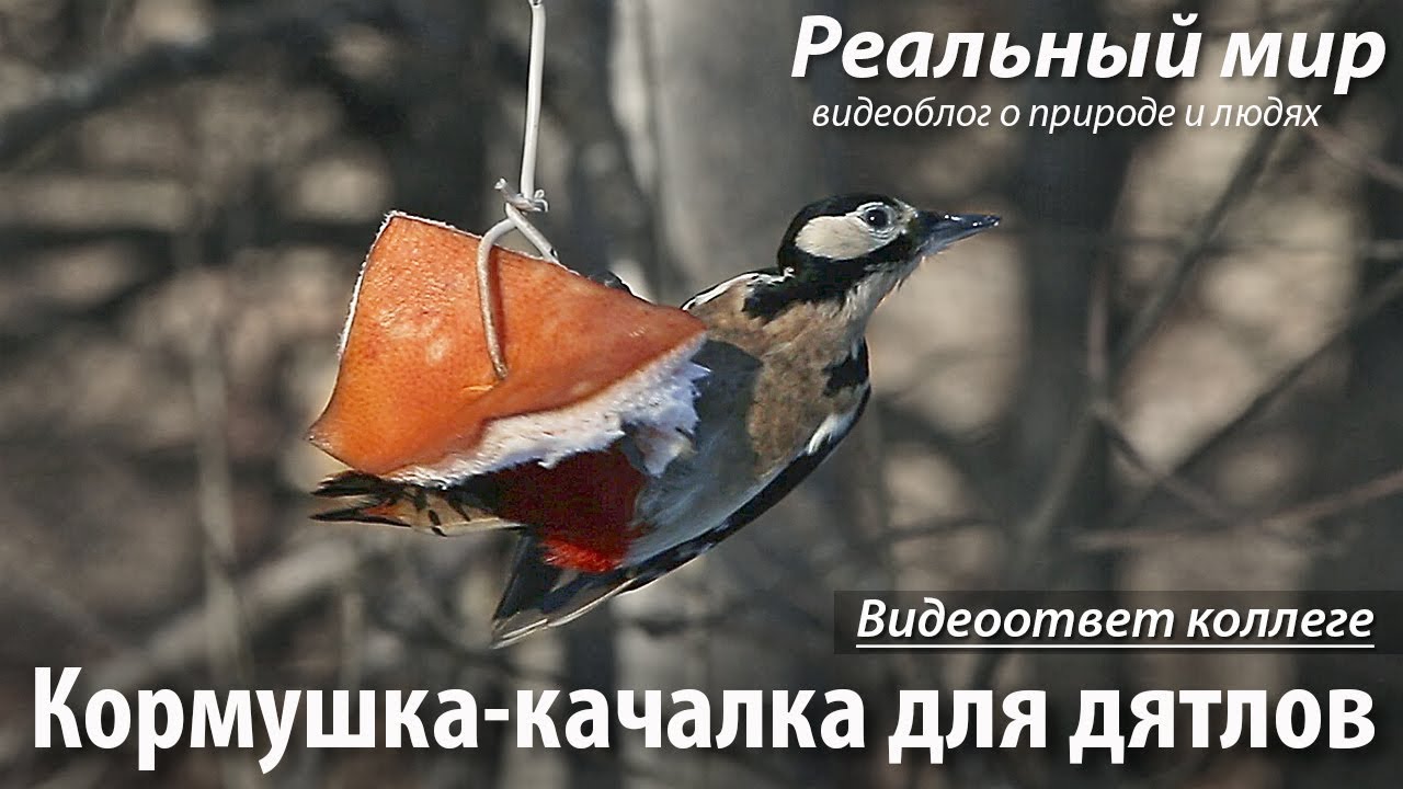 Кормушка-качалка для дятлов. Видеоответ коллеге.
