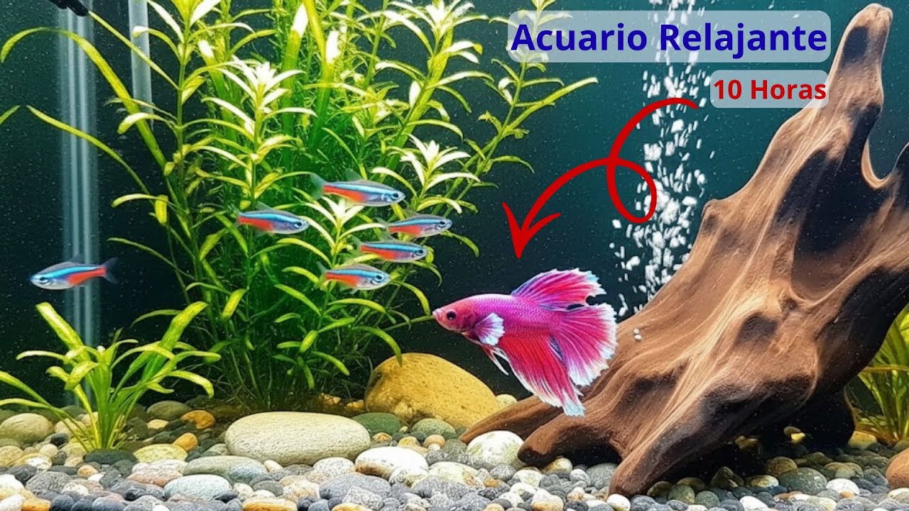 Acuario Relajante 🐠 Música de meditación relajante para dormir y estudiar 🐠 / Relaxing Aquarium