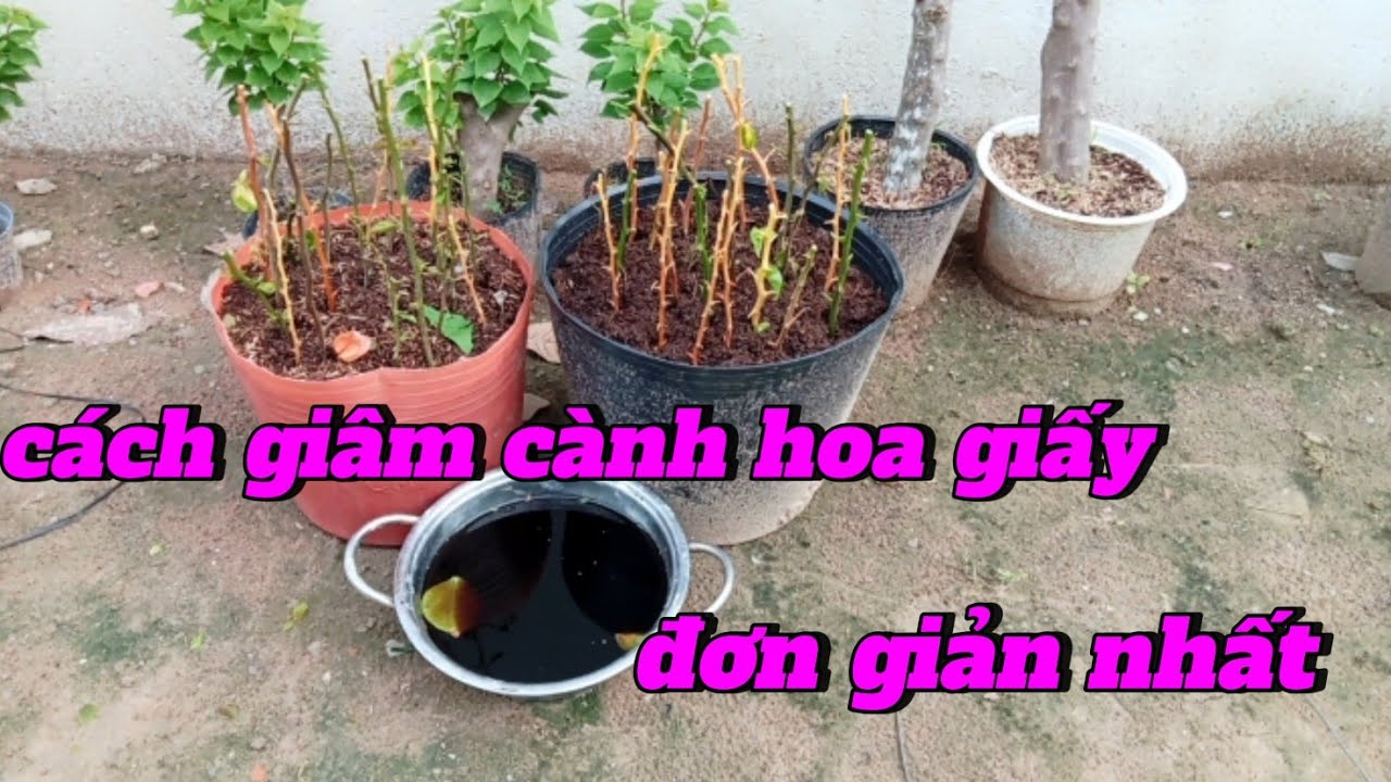 cách giâm cành hoa giấy đơn giản nhất