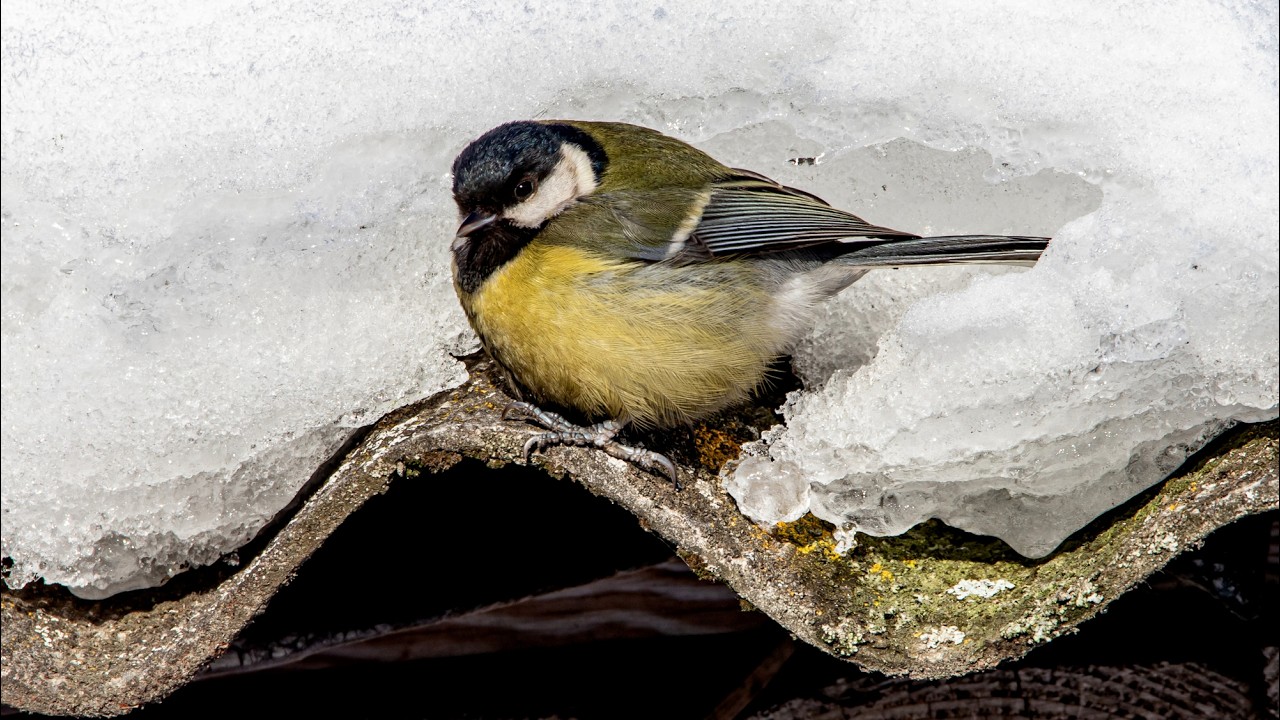 Большая синица принимает солнечные ванны. Parus major. Птицы Беларуси.