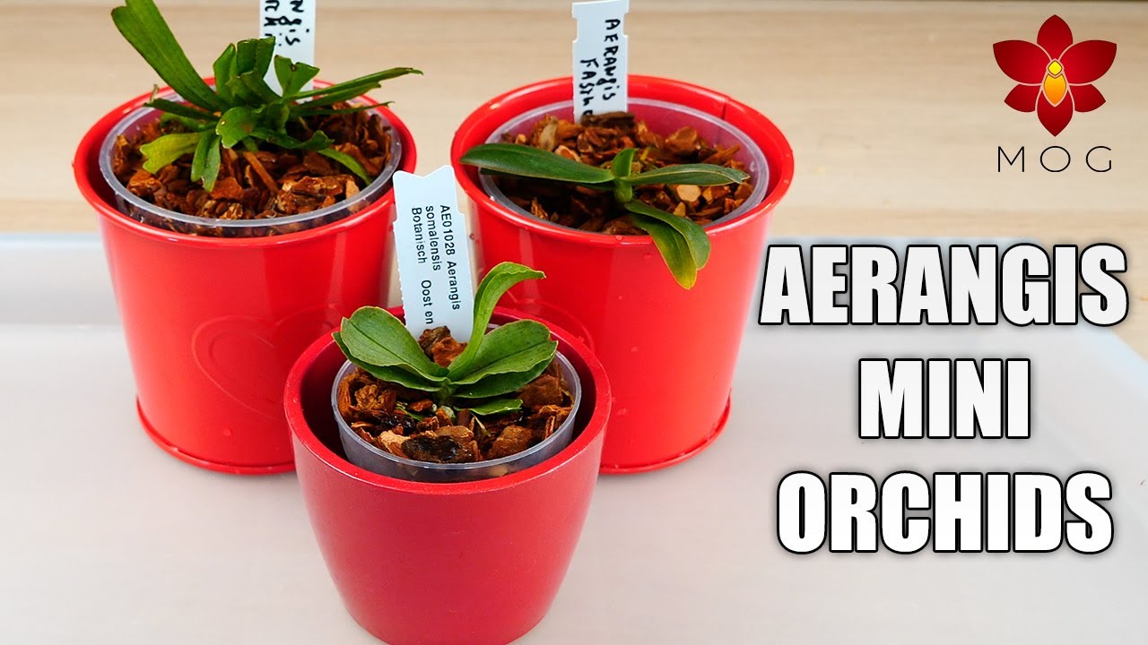 Reviving my miniature Aerangis Orchids collection!