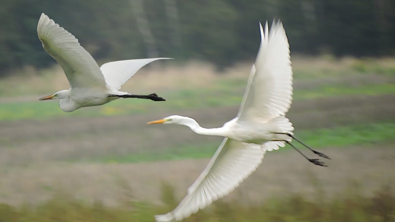 Czapla biała - para / Great egret (great white heron) - pair / Ardea alba